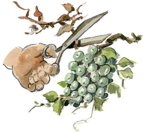 viinipuu.jpg viinipuu.jpg